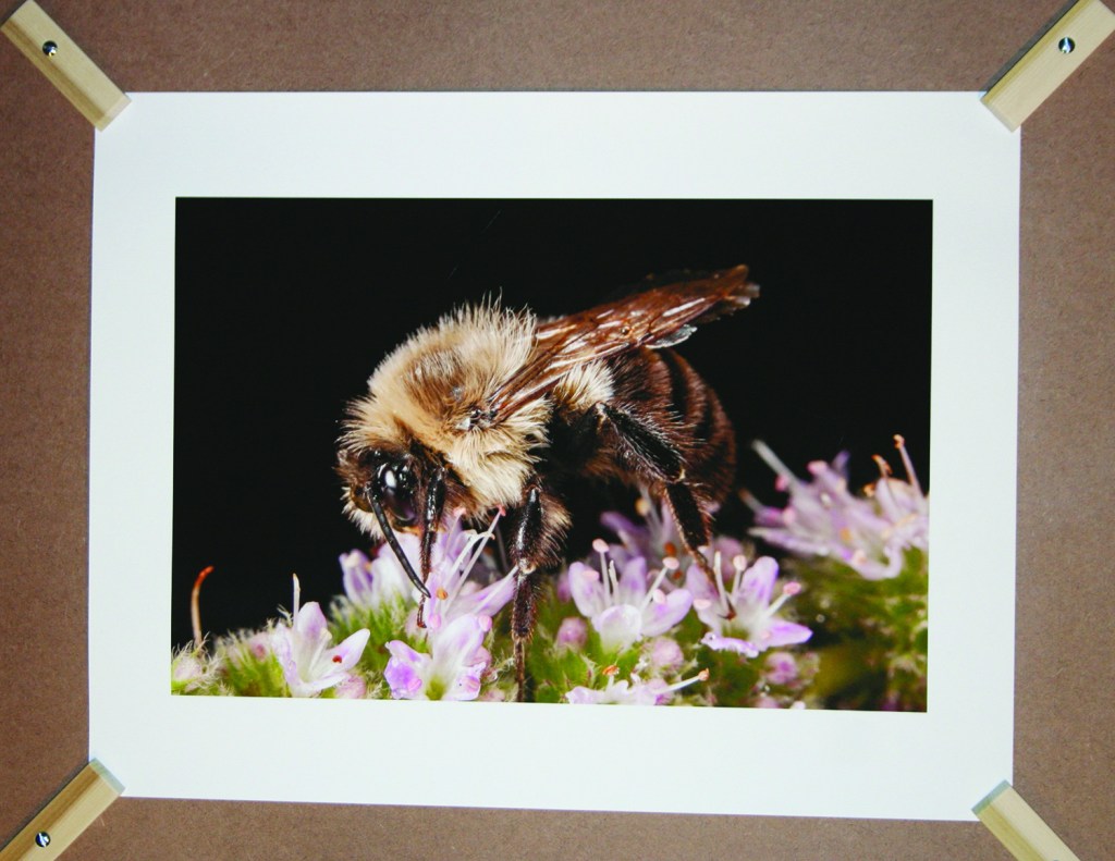 PHOTO BY CHUCK HOVEN Friday, December 12, 2104; Tremont Art Walk, Patsy Kline’s Gallery U, 2338 Scranton Road: A photo of a bee in a show titled Tres Munsters: Macrophotography of bugs eating, sleeping and copulating by Mike Vrana. 