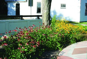 PHOTO BY CHUCK HOVEN July 21, 2015; EcoVillage gateway way station, 6009 Madison Avenue: As the culmination of an effort by a number of partners, this wildflower and native plant garden now greets pedestrians on the east side of the Father Begin Bridge just north of the W. 65th Regional Transit Authority Station. 
