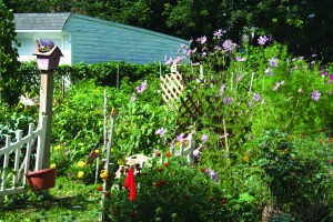 PHOTO BY DEBBIE SADLON Saturday, August 8, 2015; 20th Anniversary Celebration, Bigelow Garden Site, 3164 W. 82nd Street: Flowers keep the pollinators coming to Tom Mullen’s garden. 